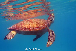Greenback turtle coming up for a breath, Caught this shot... by Paul Olson 